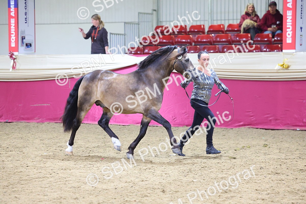 SBM_18700 - Class D IH Pony Champ