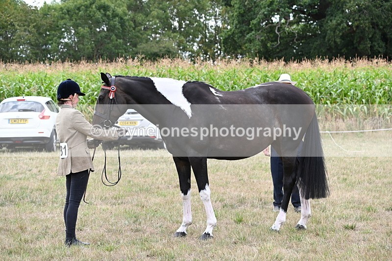 WJ6_5622 - Class 18 In-hand Coloured