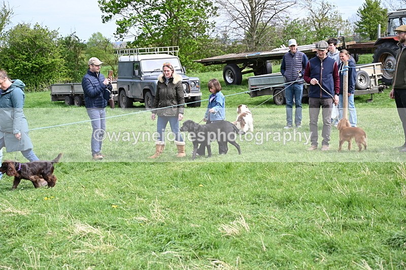 WJ6_8803 - Class 8 Best Working / Gun Dog or Bitch