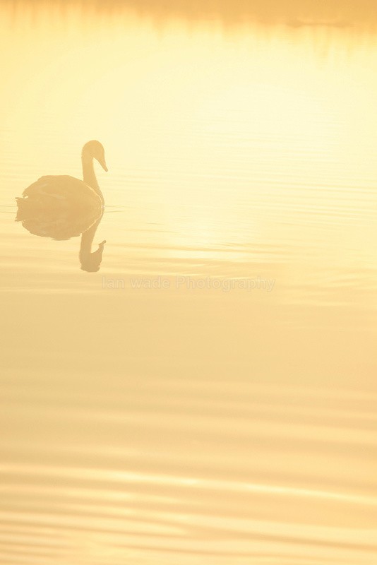 Mute swan in the mist on the Somerset Levels_0043 - Birds, swans and gulls
