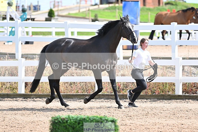 240717A-153957-02959 - Trot Up 3pm to 4pm