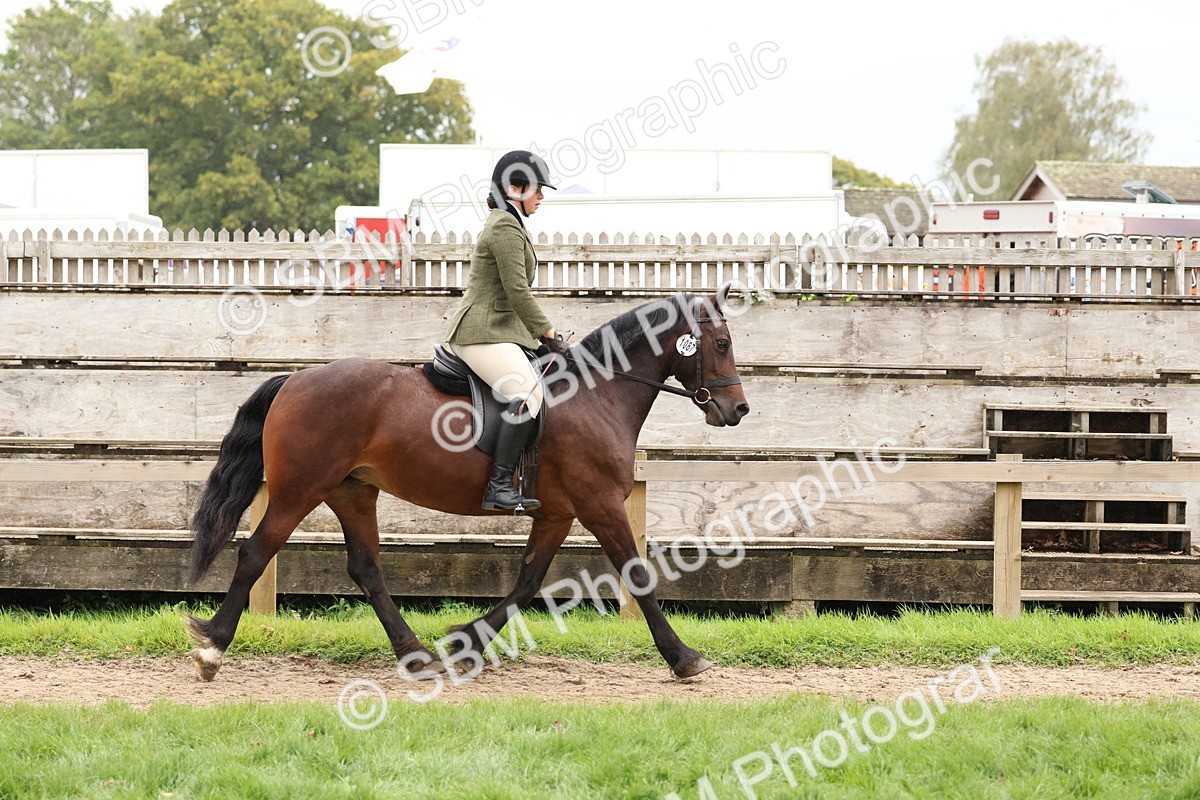 SBM_69569 - S62 - Mountain & Moorland Ridden Large Breeds