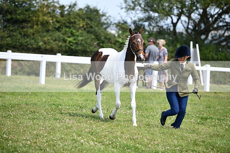 DSC_7498 - Class 63: Coloured Horse Youngstock