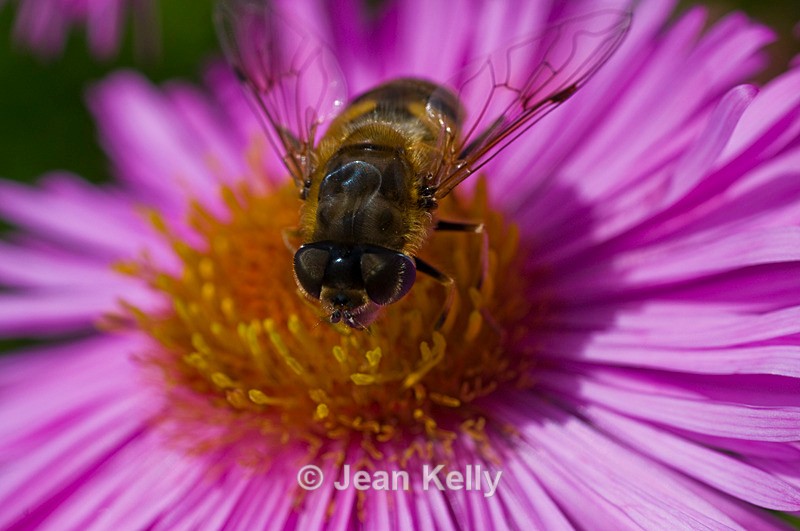 Hoverfly - 5904 - Insects