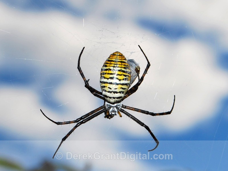 Banded Garden Spider (female) - Spiders of Atlantic Canada