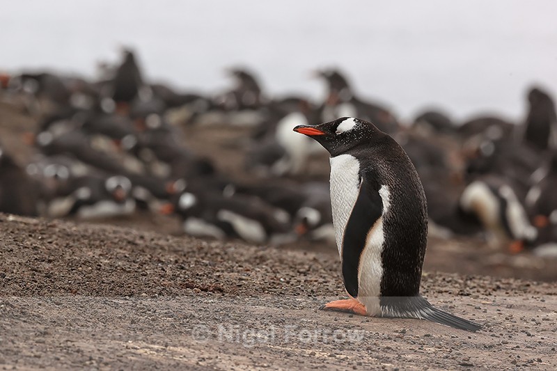 Gentoo Penguin resting near colony, Saunders Island, Falklands - Gentoo Penguin