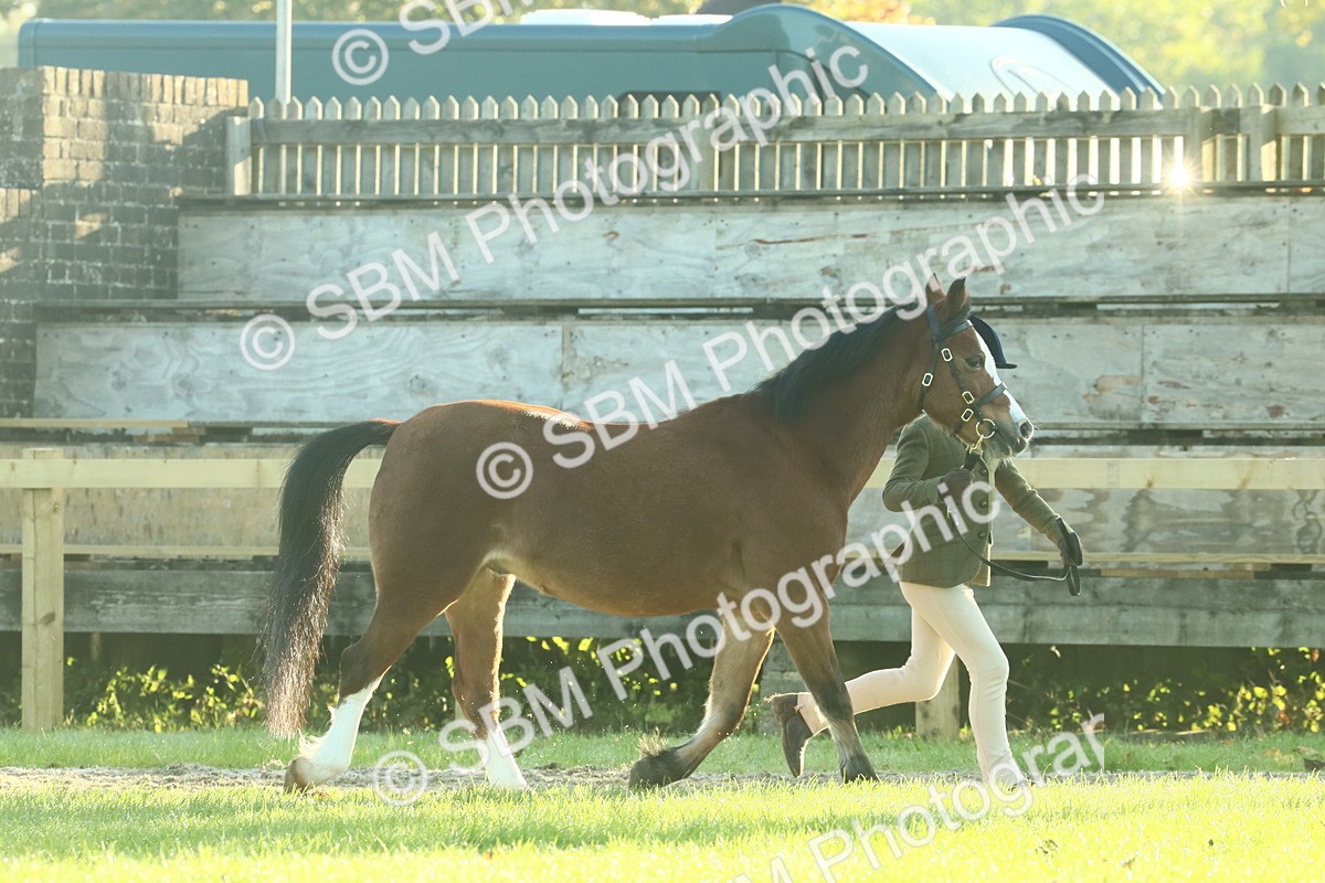 SBM_57353 - S37 - Starters In Hand Showing