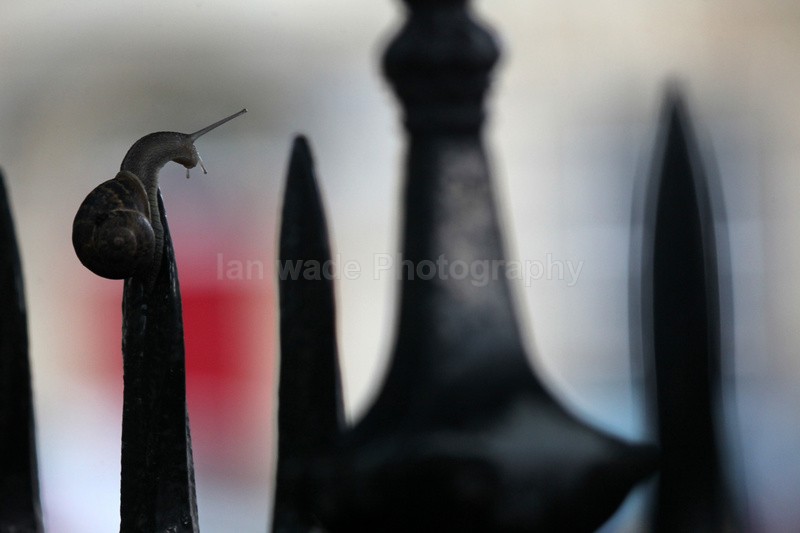 Common Garden Snail in Bristol street - Urban Snail photography - Bristol