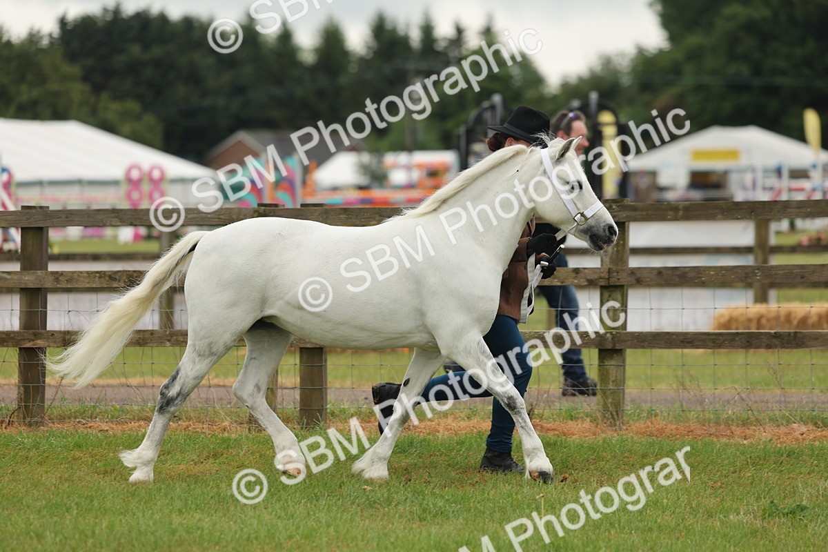 SBM_01518 - Class 50-57 - M&M Welsh Pony In Hand