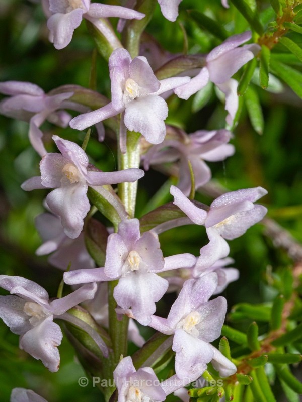 Short -spurred fragrant orchid (Gymnadenia odoratissima)  also known as Alpine fragarnt orchi - Wild Orchids