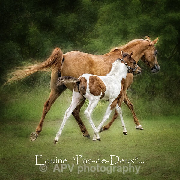 Equine Pas-de-Deux - Square Cards