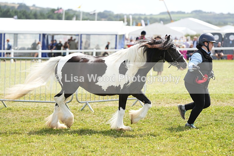 DSC07202 - Coloured Horse In Hand Championship