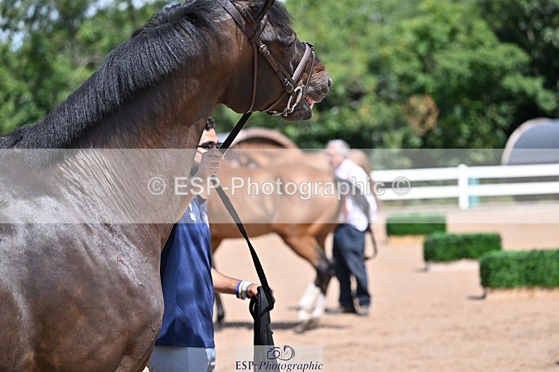 250716-123116-00036 - Trot Up 12.30 to 1.30