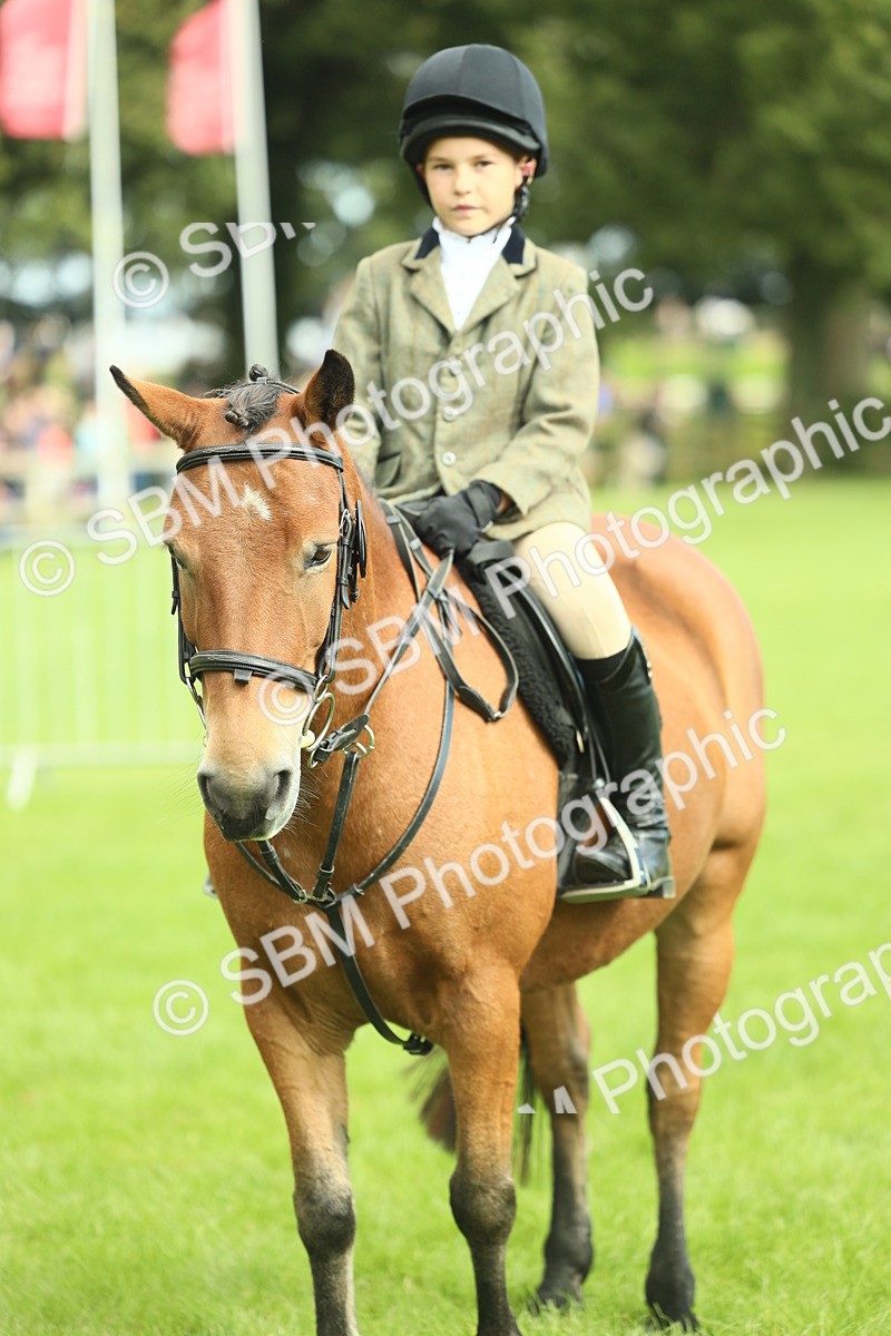 SBM_44811 - S31 - Working Hunter Pony