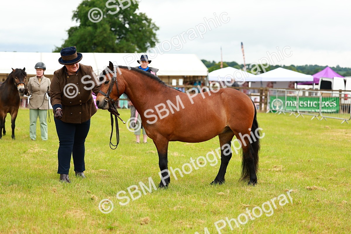 SBM_00269 - Class 58-67 - M&M Non Welsh Pony In hand
