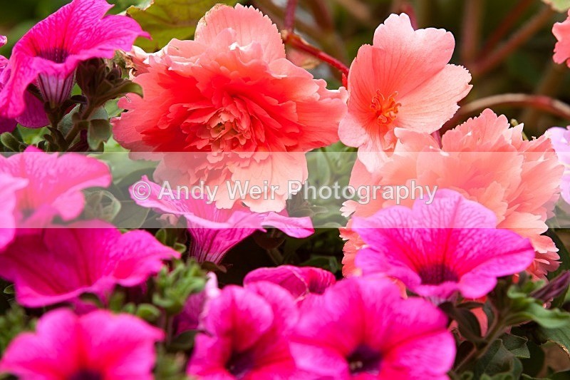 20110702-IMG_6132 - Plants & Flowers