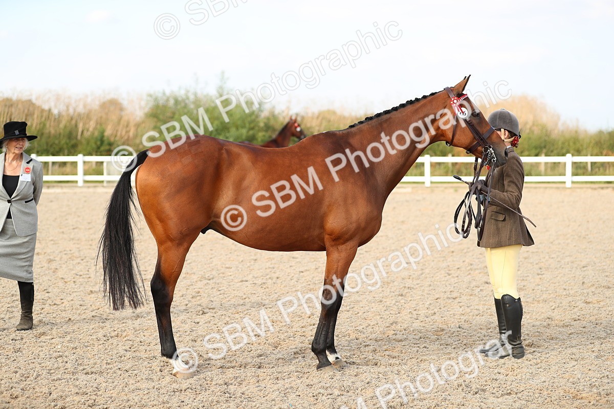 SBM_08635 - Class 28 - IH Veteran Horse