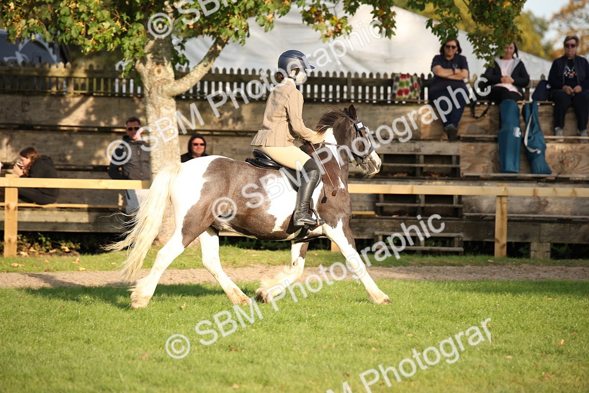 SBM_54351 - S27 - Mature Veteran - Ridden