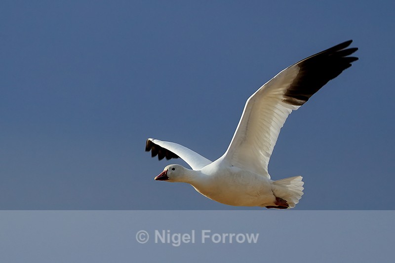 Adult Snow Goose in flight, Bosque del Apache, New Mexico - Snow Goose