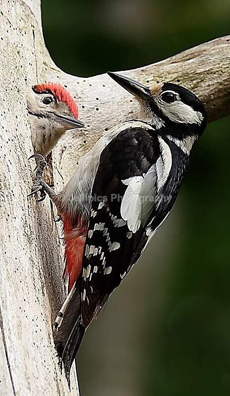  - Wildlife and Nature