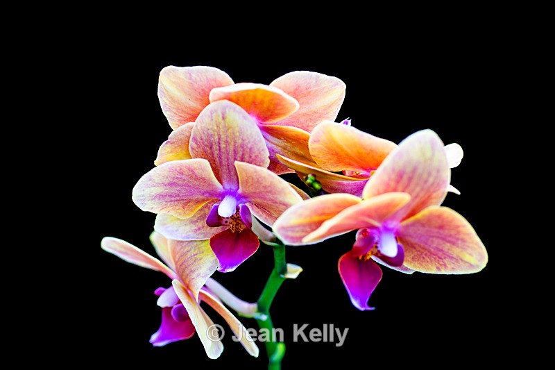 Orchid - DSC_2712 - Pink