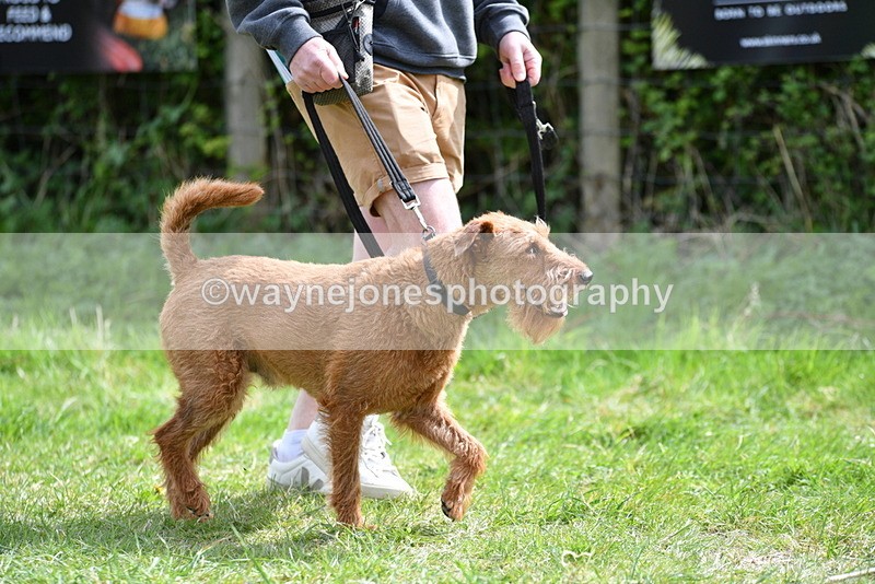 WJ5_9642 - Class 3 Most Handsome Dog