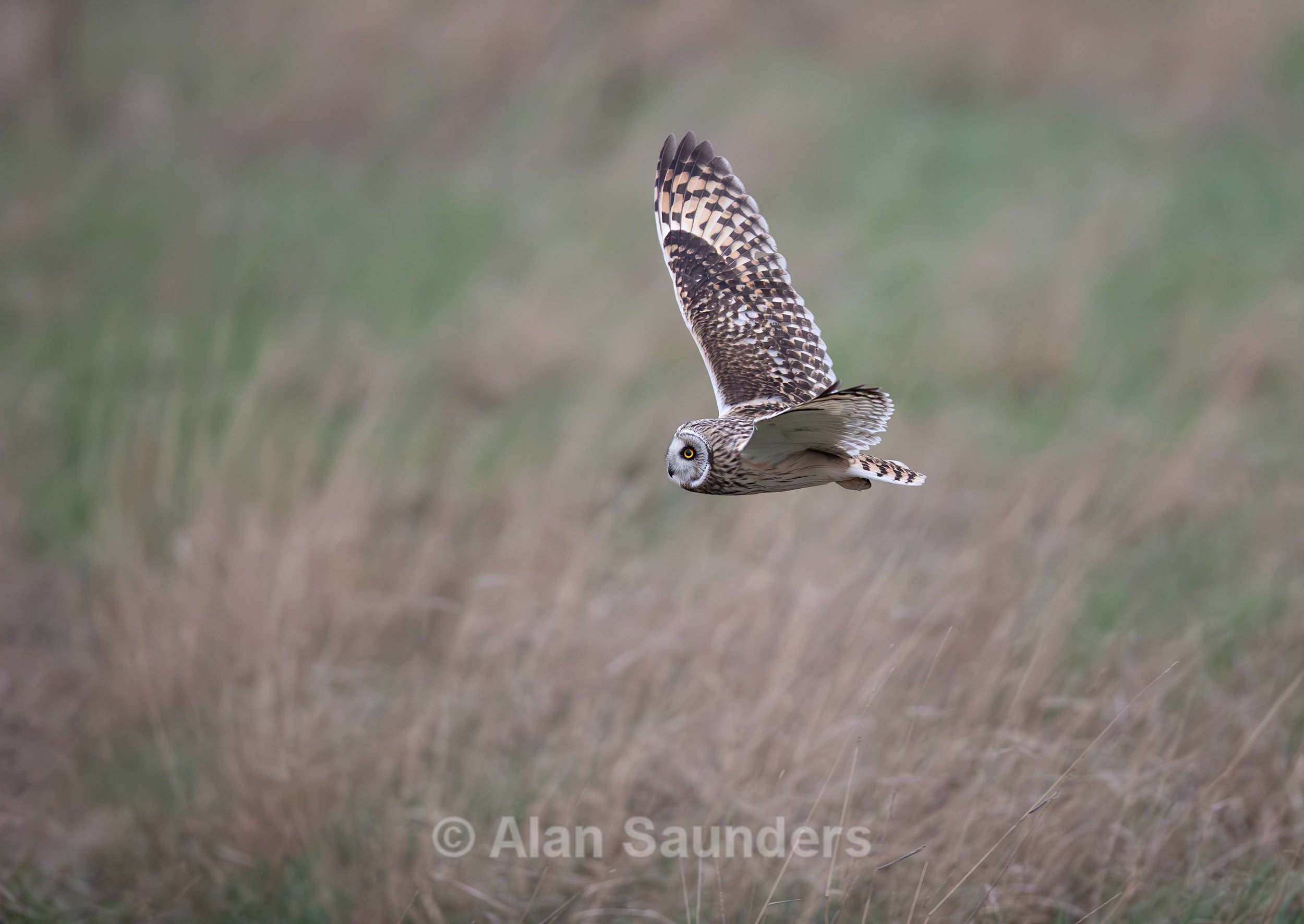Short Eared Owl
