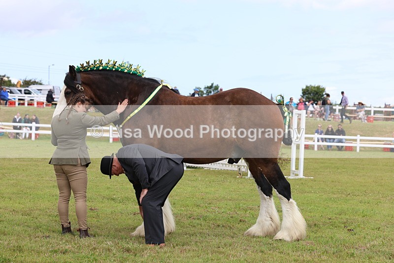 3E7A0738 - Class 7: Heavy Horse In Hand