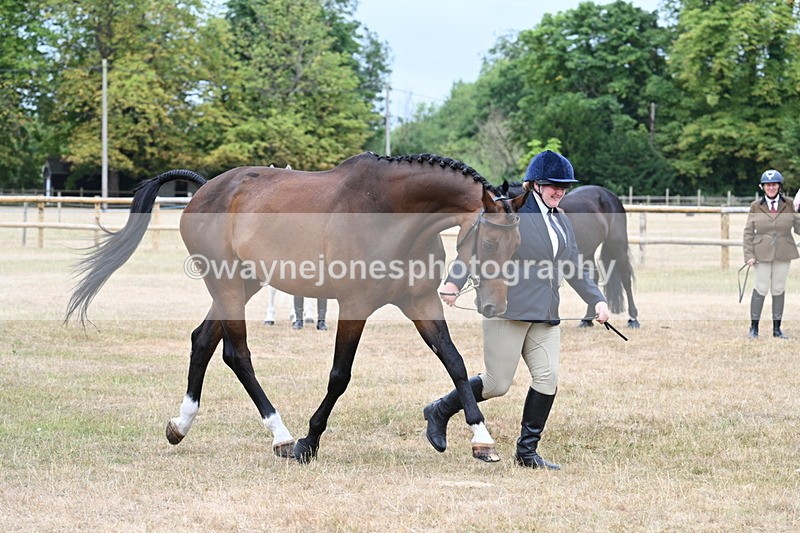 WJ7_9883 - Class 5a Most Handsome Gelding (above 14.2hh)