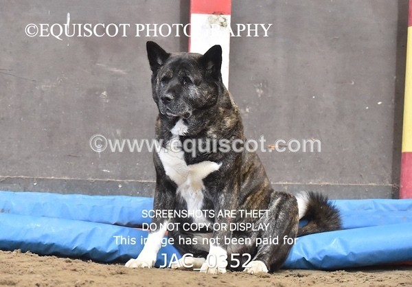 JAC_0352 - CLASS 7 Small Open Show Jumping - (0.80m)