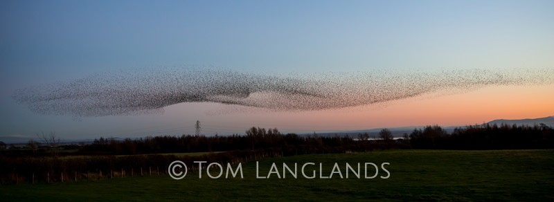 Starlings - Starlings and Murmurations