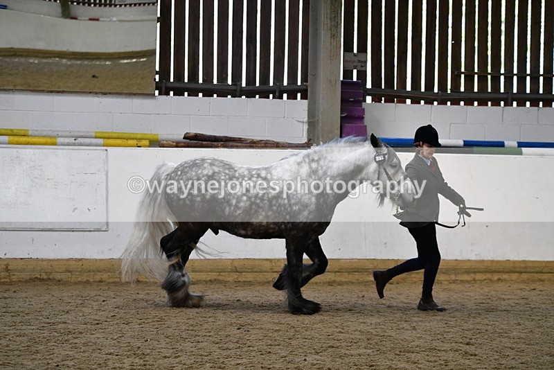 WJ5_5628 - Morning in hand Championship