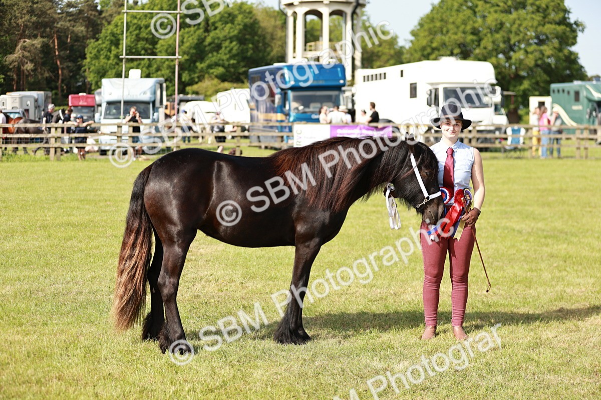 SBM_00910 - Class 14-23 - Mountain & Moorland In Hand Non Welsh