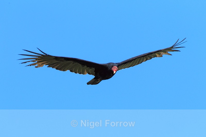 Turkey Vulture in flight, Costa Rica - Turkey Vulture