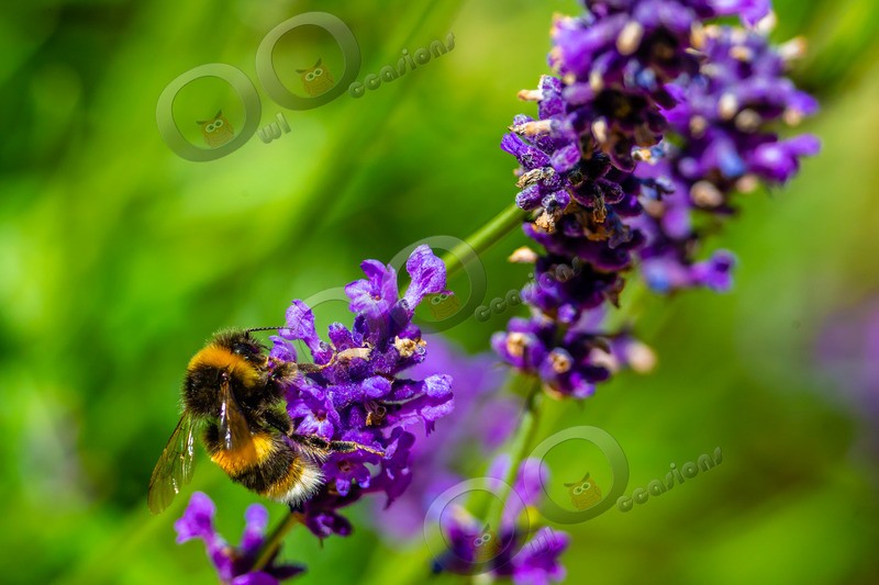 Bumble bee-0705 - Insects from around the world