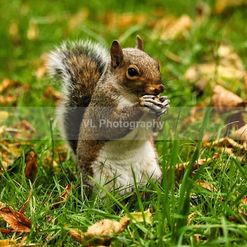 Squirrel 2 - Animals, Birds etc