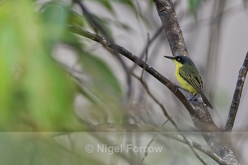 Common Tody-Flycatcher on branch, Gamboa, Panama - Common Tody-Flycatcher