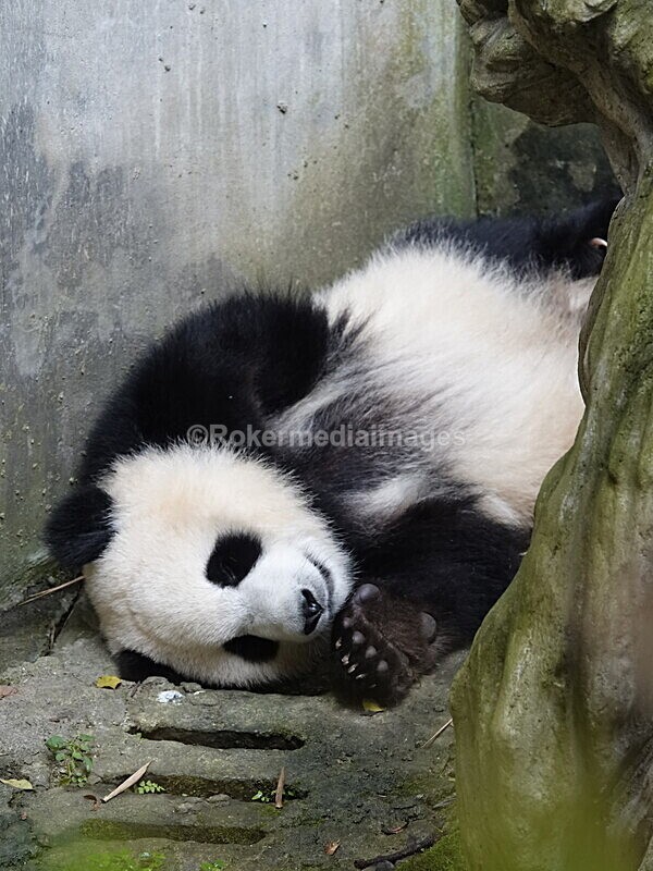 CHINA__0086 - China 2019