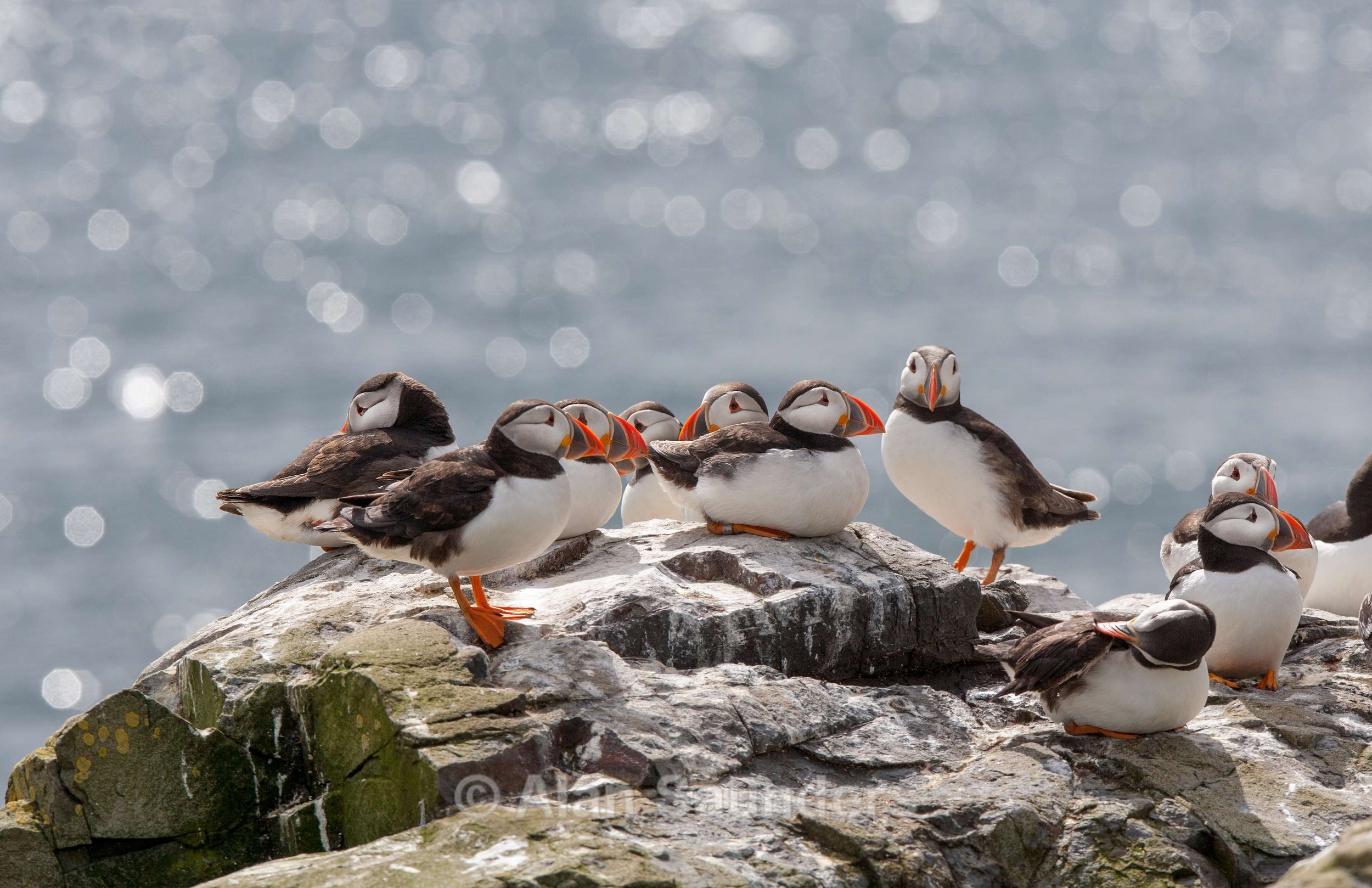 Puffin 12