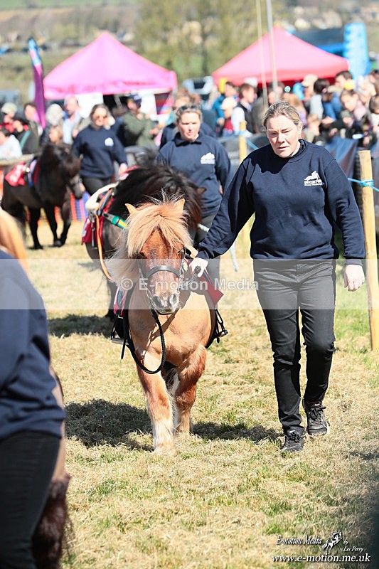 Shet 060426 41 - Shetland Pony Racing Paxford Races Easter Mon 06/04/26