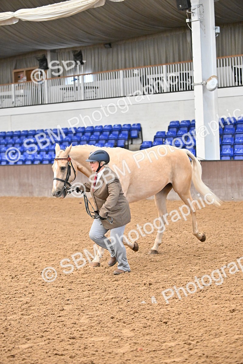 EB7_8421 - Class 3 - In Hand Foreign Breeds & Warmbloods