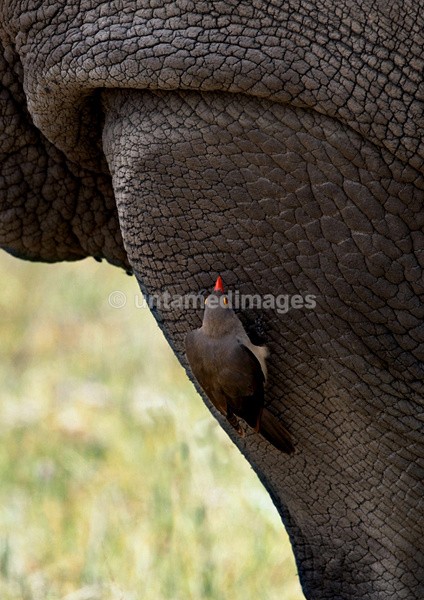 White Rhinoceros - Kenya