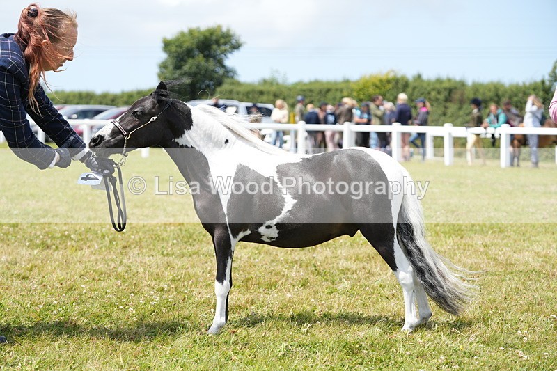 DSC06758 - Class 58: Coloured Pony Youngstock