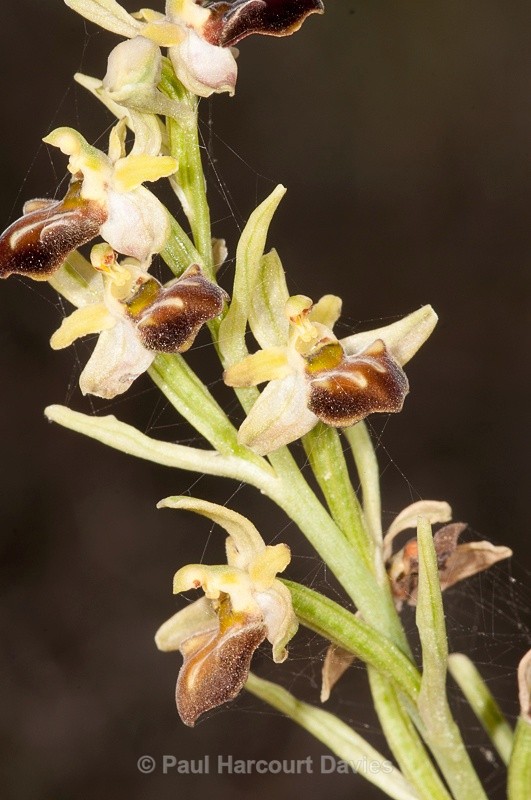  - Orchids - Crete