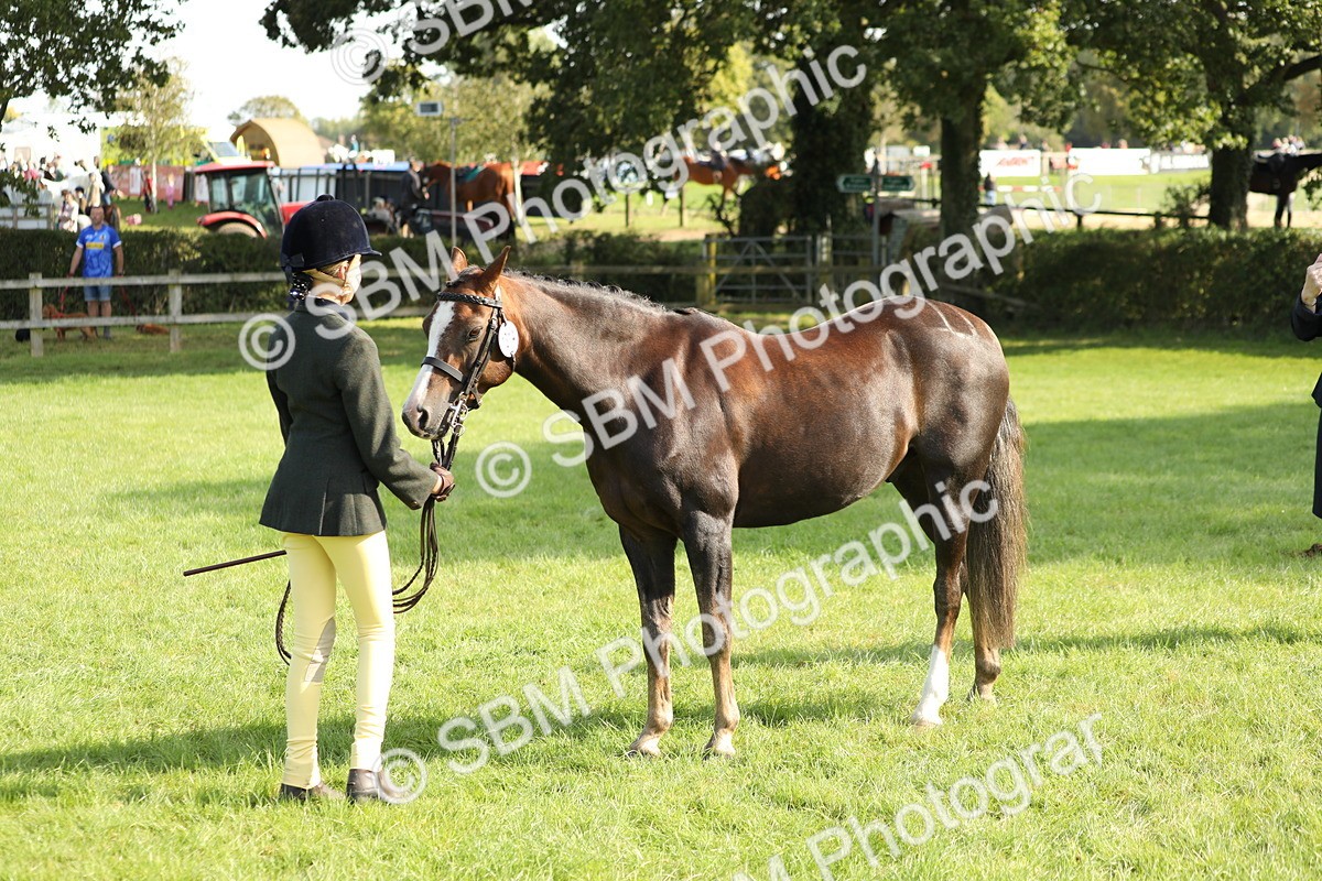 SBM_61052 - S44 - Part Bred Pony In hand