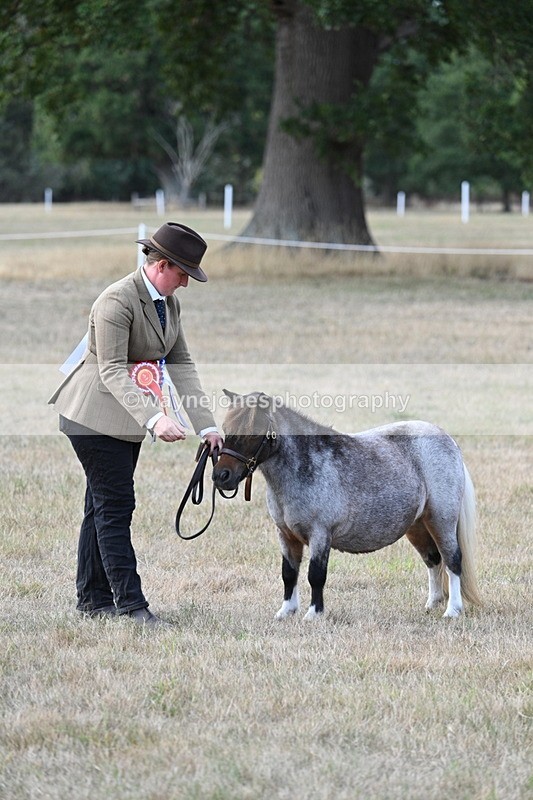 WJ7_8325 - In-hand Championship