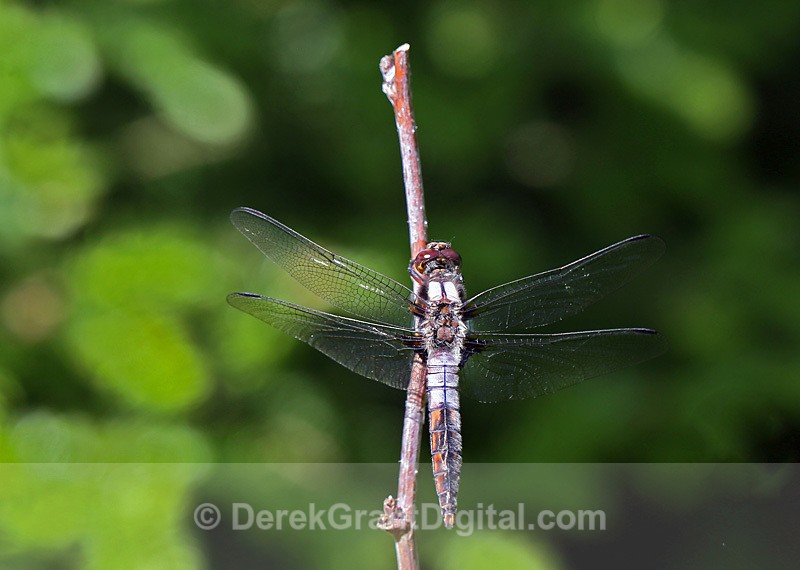 Chalk-fronted Corporal - Dragonflies of Atlantic Canada