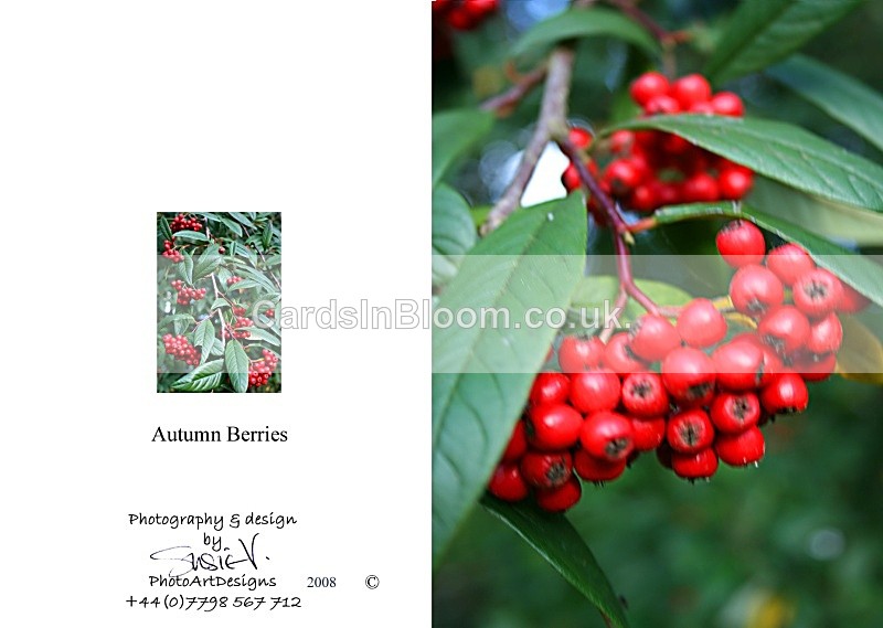 Autumn 7   Autumn Berries - Autumn