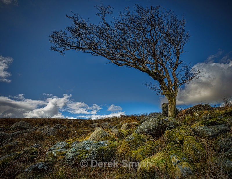 Lonesome Tree - Co. Waterford