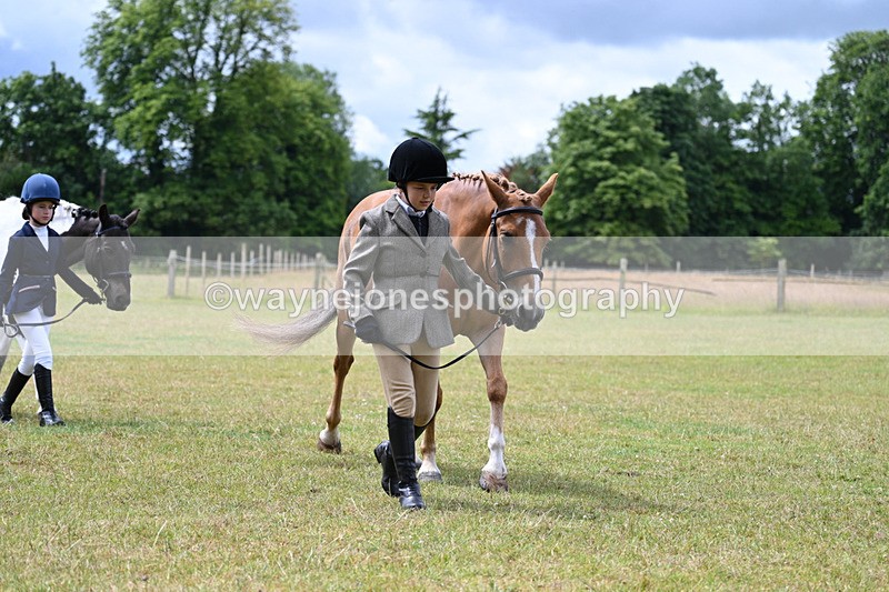 WJ7_6561 - Class 5 Handsome Gelding in hand
